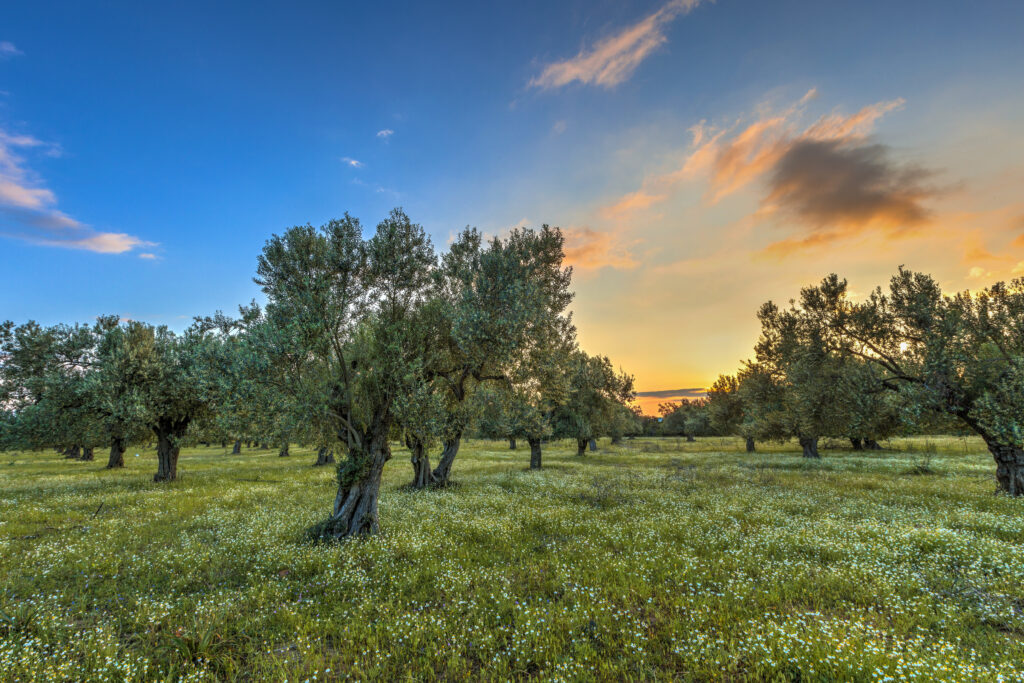 Olive grove at sunrise