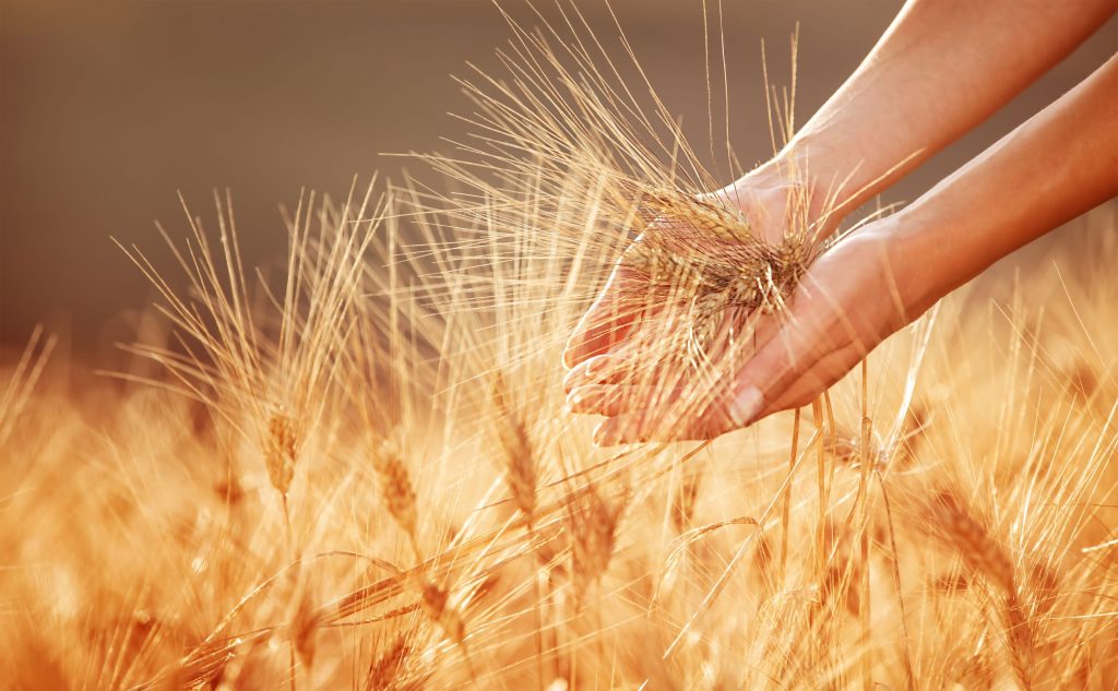woman-hands-touching-golden-wheat-field-PG22R6L