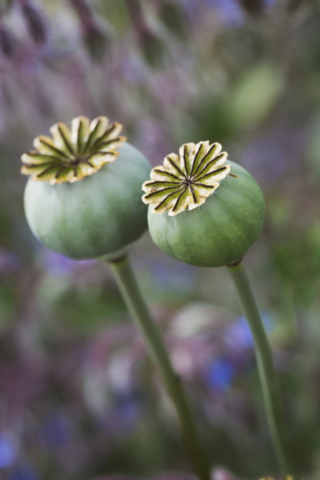 Close up of poppy seed pods in a garden.,Barnsley House,England