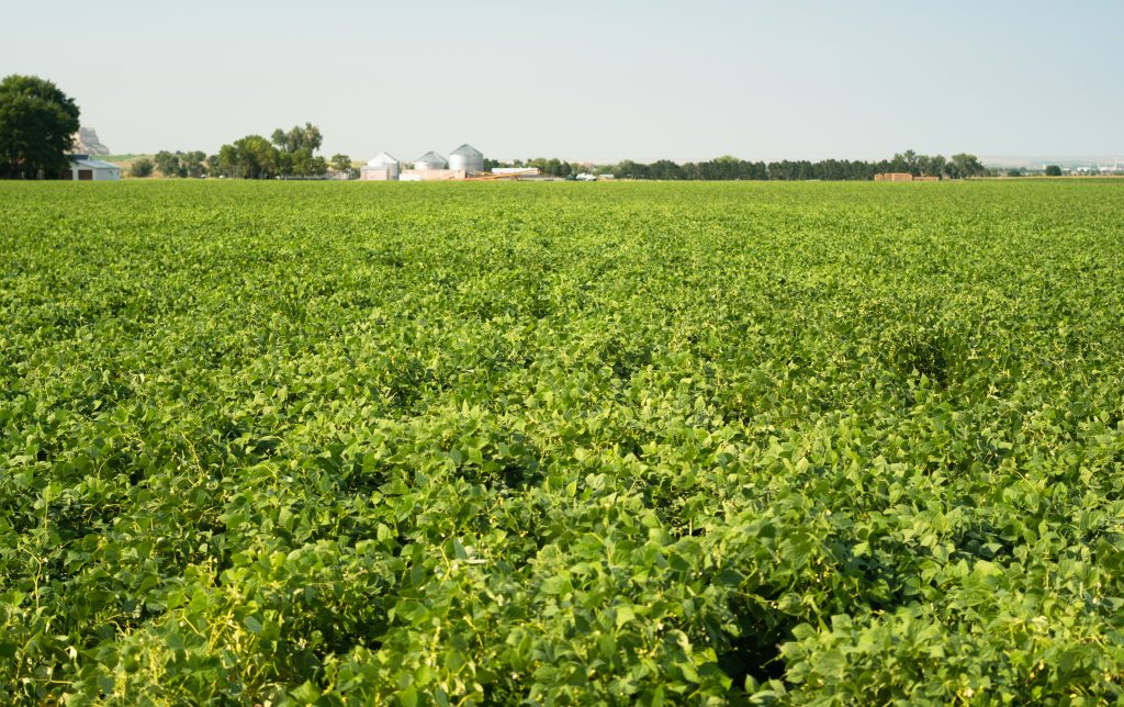 field-of-beans-farm-agriculture-farmer-field-growt-PXVQTYD