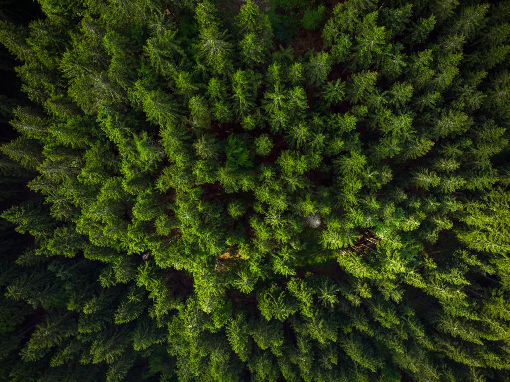 Green forest birds eye view, drone photo