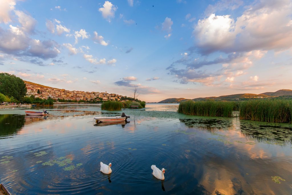 swans-in-a-lake-in-the-city-of-kastoria-in-norther-B6D5BFF