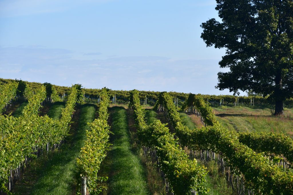 rows-of-grapevines-with-clusters-of-grapes-on-the-2021-08-31-18-13-16-utc