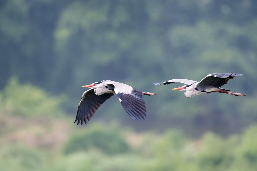 grey-heron-in-flight-ardea-cinerea-2021-08-26-17-53-24-utc