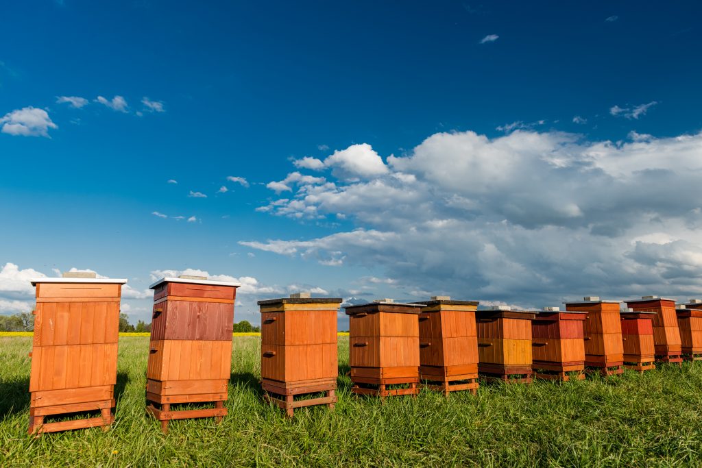 traditional-wooden-beehives-in-fields-beekeeping-2021-08-27-22-18-25-utc