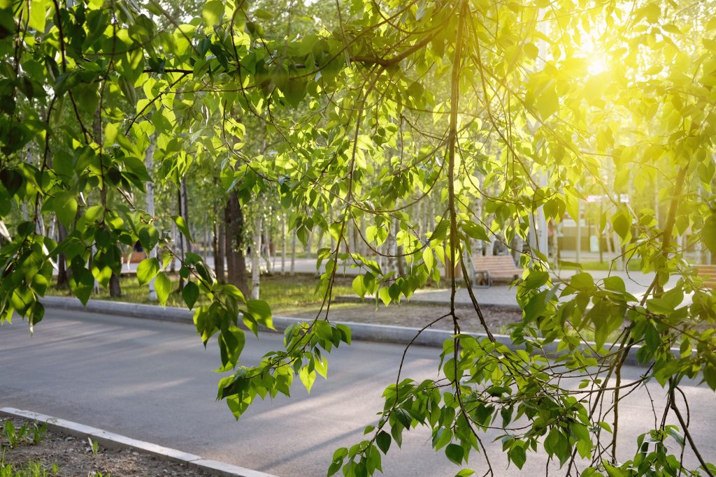 summer-evening-in-green-city-sunshine-over-tree-b-2022-01-04-22-16-02-utc
