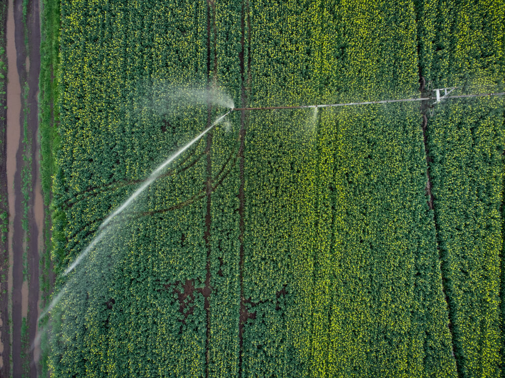 Center pivot irrigation system on a yellow rapeseed field aerial view