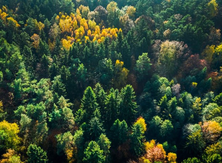 green-and-yellow-autumn-forest-view-from-above-2023-11-27-05-35-09-utc