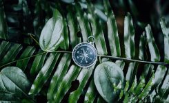 Compass among fern leaves in a tropical jungle. Adventure discovery navigation concept